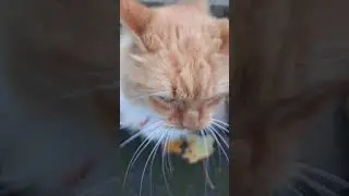 Lovely cat