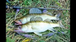 Pike perch on jig. Dnieper River.
