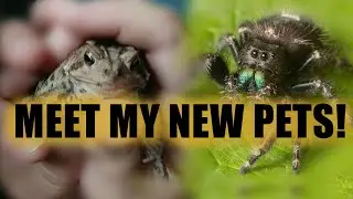 Meet My New Pets // American Toad and Bold Jumping Spider