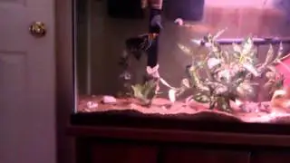 Harmonie & Willie. Breeding AngelFish