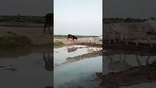 Kon c cheez ka