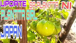 UPDATE SA PLANTITA  NI PLANTITA GIRL JAPAN🌻🌾🍁🌱