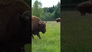 Быки бегают в Подмосковном сафари-парке #сафарипарк #забавныеживотные #бык #зубы #бизон #bison