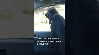 Знакомьтесь, спаниель по кличке Гараж.