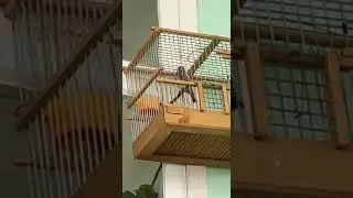щегол