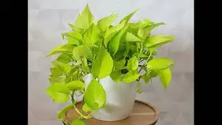 Lemon Lime Philodendron vs Neon Pothos - Are They Same And Which One is Better Growing?