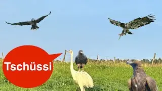 Auf der suche nach dem verlorenen Nandu 😅 und mehr! 🦅 🦉