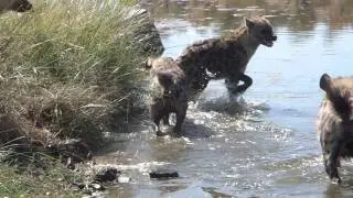 Mashatu Game Reserve - Hyenas eating and cavorting