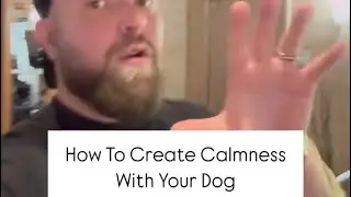 How To Create Calmness With Your Dog #dog #calm #shotrs