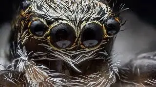 3d macro focus stacking compilation