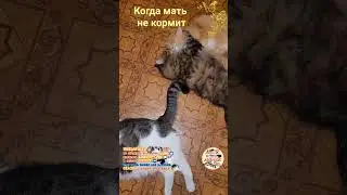 Когда мать не кормит.