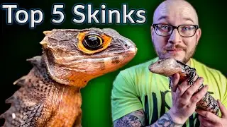 Top 5 BEST Pet Skinks | Potato Parade