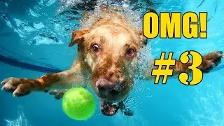🐶 Grappige Honden Filmpjes OMG! - Compilatie Deel 3