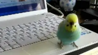 ウキウキピョロちゃん（SEAMO偏）