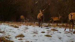 Jelene v zime,fotopasca stealthcam ds4k