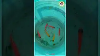 My widow Terta 🤩🤣 Update for fish🐠🤗