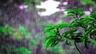 RAIN SOUND FOR SLEEP, STUDY & RELAXATION | NATURE SOUND || SIMHA VARMA