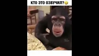 Я вот думаю, когда зарплату переведут? / Шимпанзе разговаривает прикол)