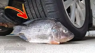 Car vs Fish! -  Experiment 34 + Slowmo!