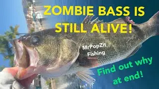 Zombie bass with white eyes I thought was dead, was actually still alive! I diagnose it at the end
