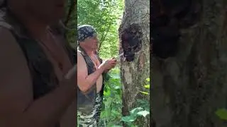 Чага
