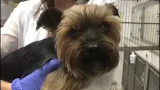 focal seizures dog