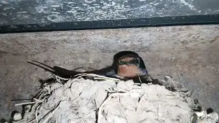 Гнездо ласточки