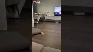 Шпиц ( Когда не вывели на прогулку)🐾