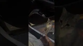 My Cat’s Checking if the Car is ok #cat