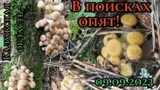 В поисках осенних ОПЯТ!  Калужская область Жуковский район. Грибалка 09.09.2023
