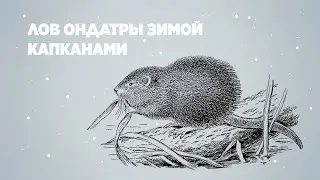 Лов ондатры зимой капканами