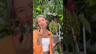 ЧЕМПИОНЫ ПО РАЗМНОЖЕНИЮ / здесь о комнатных растениях, подпишись