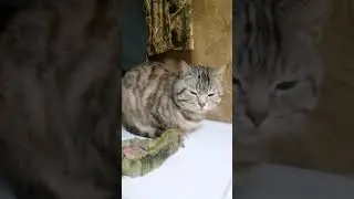 Вибромассаж.Тишка дружит с Шайтан-машиной.