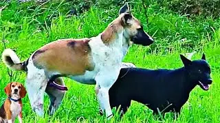 شاهد كيف تتزاوج الكلاب ، شيء لا يصدق حقًا/Watch how dogs mate, something really incredible