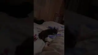 Донской сфинкс браш Маленький Саймон