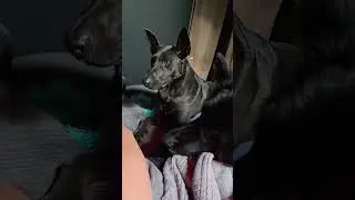 German Shepherd and Belgian Malinois demand attention #funny #cutedogs