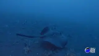 Dive with BALI DIVE TREK
