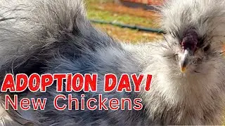 Adding New Chickens to the Existing Flock and Unexpected Treats for the Chickens
