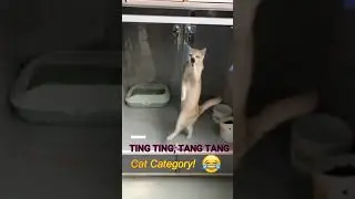 ting ting tang tang cat category! ❤️❤️❤️