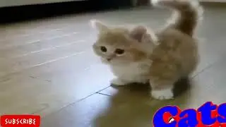 Cute & Crazy Catty Cats Funny Video 2022 + Funny Viral Clips + Cats V/s Dogs + Funny Animals 2022.