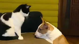 Минибуль Чиф и кошка Мася.
