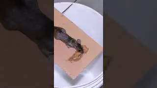 DIY Best Rat/Mouse trap Bucket #shorts #mousetrap