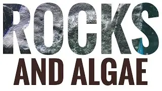 My Rocks And Algae