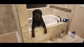 my dog getting out of a bath for the 1st time
