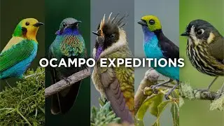 Ocampo Expeditions | Birding Tours Colombia