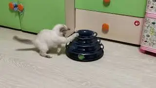 Британские и Шотландские котята, коты и кошки в продаже 89686112288.