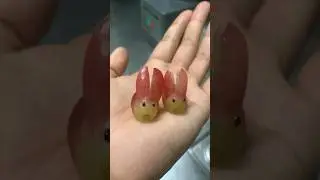 🍇🐰 #funny