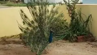 Dancing Peacock #birds #peacock