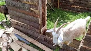 БАНЯ ИЗ ГОРБЫЛЯ И ОПИЛОК. НАЧАЛО СТРОЙКИ.