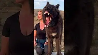 HUGE BLACK WOLF & WOLF GIRL